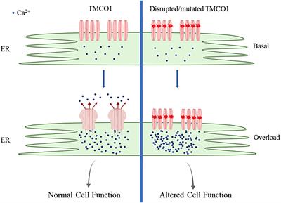 From Disease Description and Gene Discovery to Functional Cell Pathway: A Decade-Long Journey for TMCO1